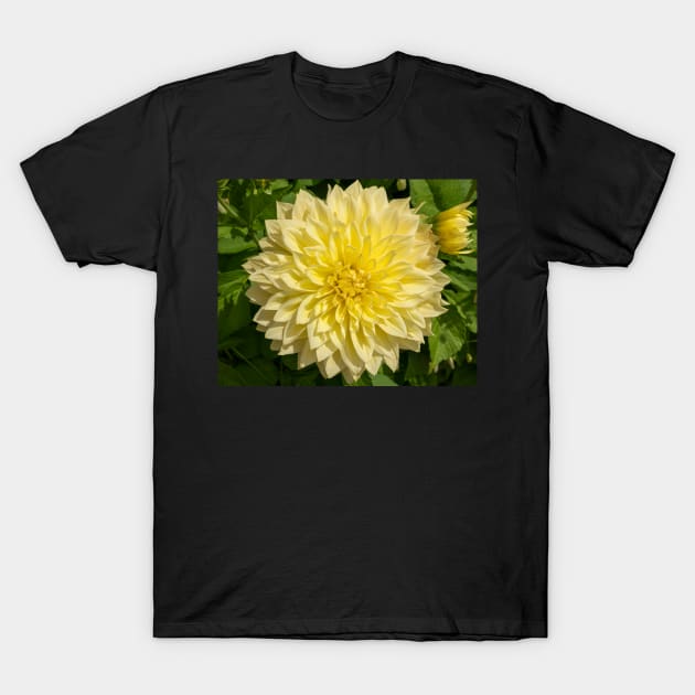 Bright Yellow Dahlia Flower Closeup T-Shirt by Harmony-Mind